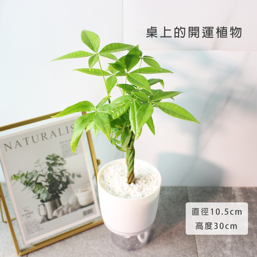 森林有塊田 馬拉巴栗盆栽 水耕 開運 招財 過濾空氣 送開運石 介質耕 室內植物 小品盆栽 蝦皮購物