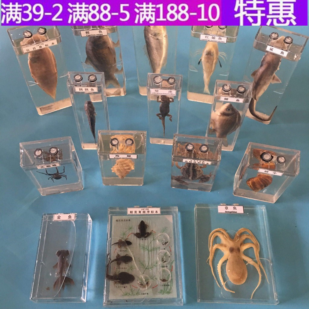 真實動物標本盒海洋生物鯊魚鯽魚海螺蝸牛壁虎蛇蜘蛛蛙的發育浸製 蝦皮購物