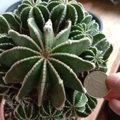 籠の国 珍稀仙人掌辛頓花籠aztekium Hintonii 側芽約2cm現摘 蝦皮購物