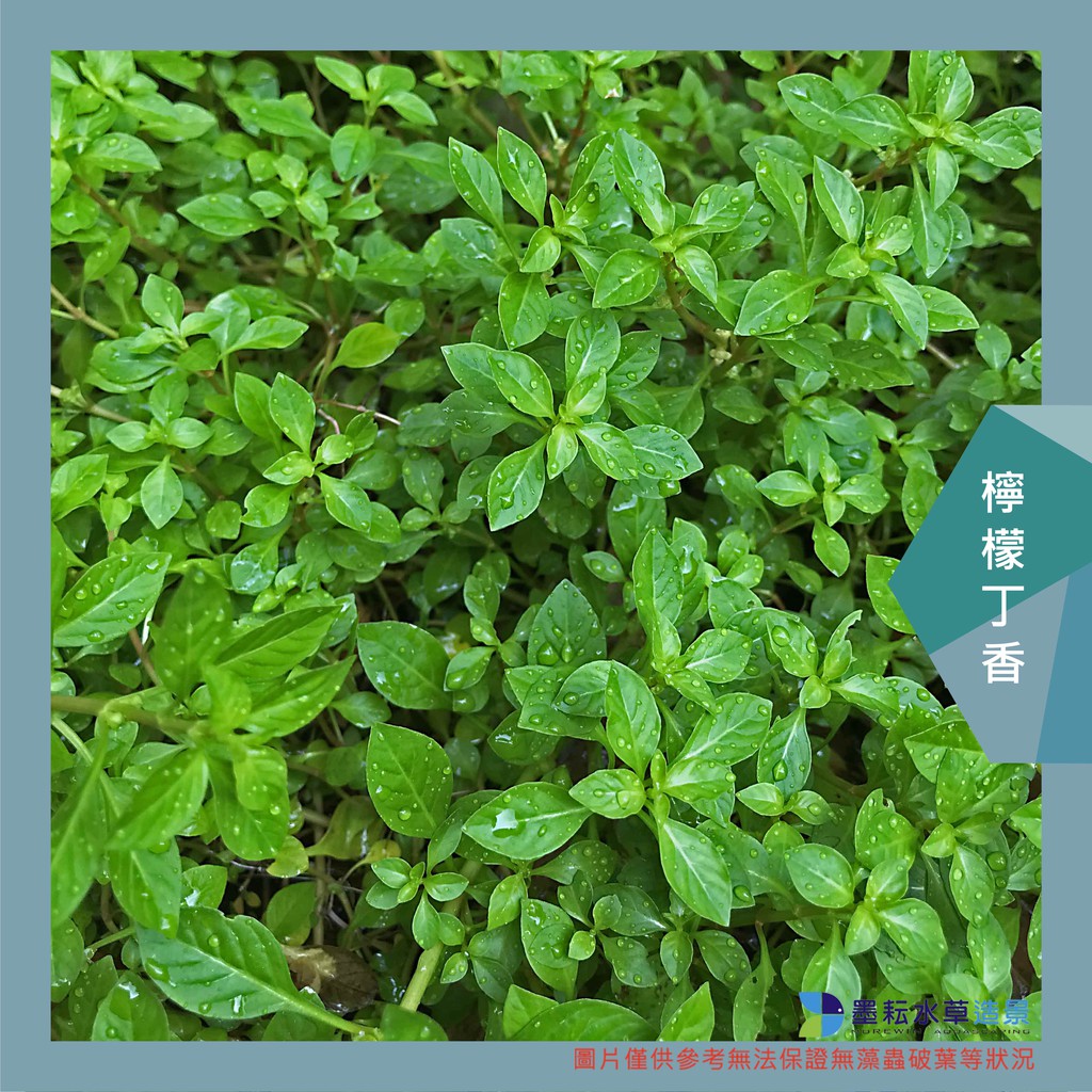 价格从 3 52 彩虹圓葉 水上 Best Price Products
