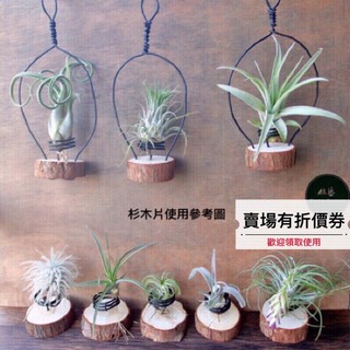 植藝-原木片底座 ✧獨家✧ 木頭片 原木塊 空氣鳳梨底託 空鳳底座 樟木 杉木 拍照道具 木杯墊 圓木片 圓木塊 原木樁