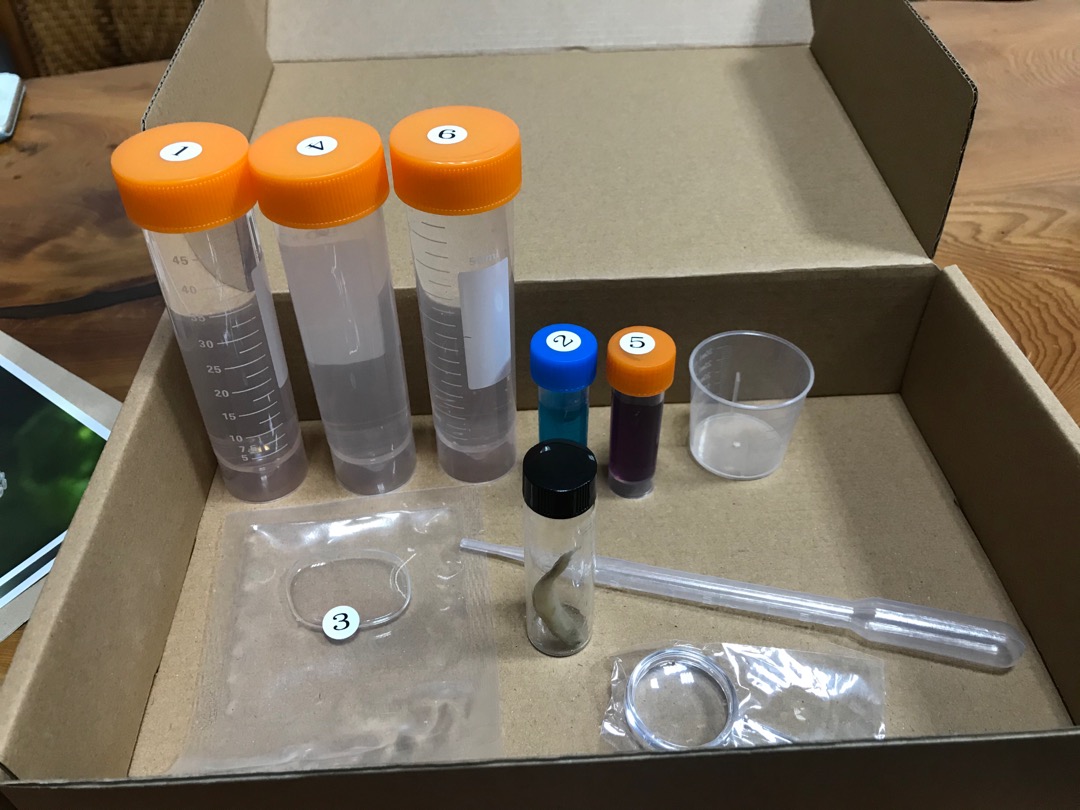 海琉工作室 透明生物標本製作組 海鰗鰍 Transparent Specimen Kit 蝦皮購物