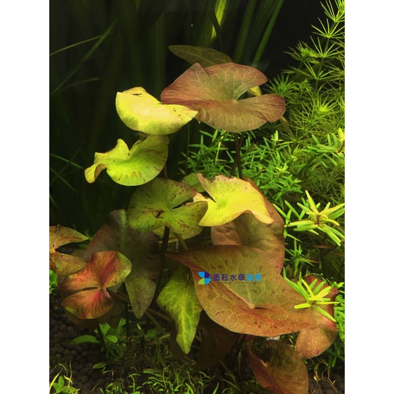 墨耘水草 睡蓮 水中葉 1株 40元耐熱不需co2 中景新手級 蝦皮購物