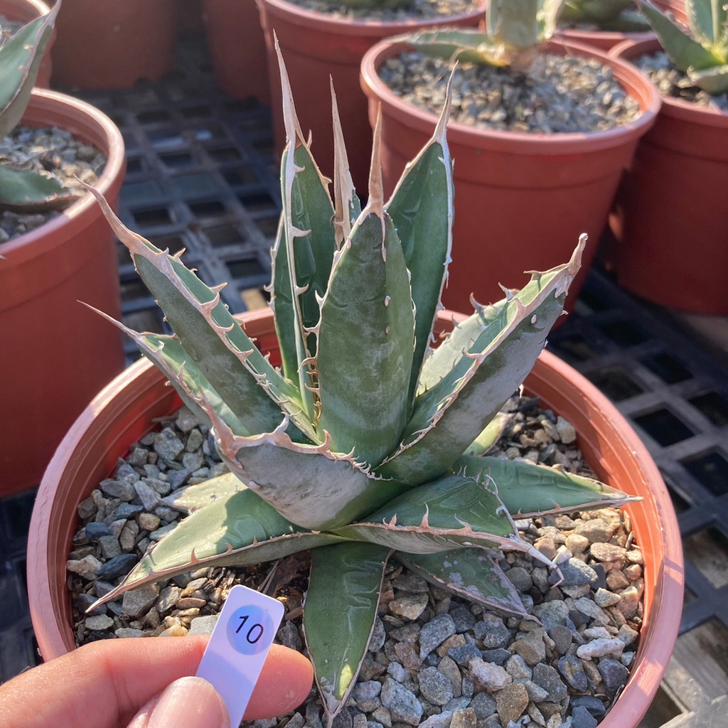 一部予約販売中 種子30粒 アガベ 帝釈天 Agave Purpusorum
