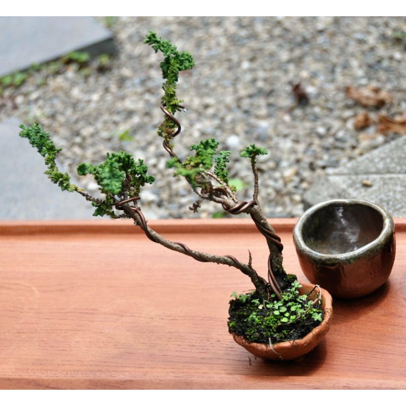 &lt;草葉集&gt;日本石化檜 綿密葉性屹立精神 人氣收藏 植栽盆栽