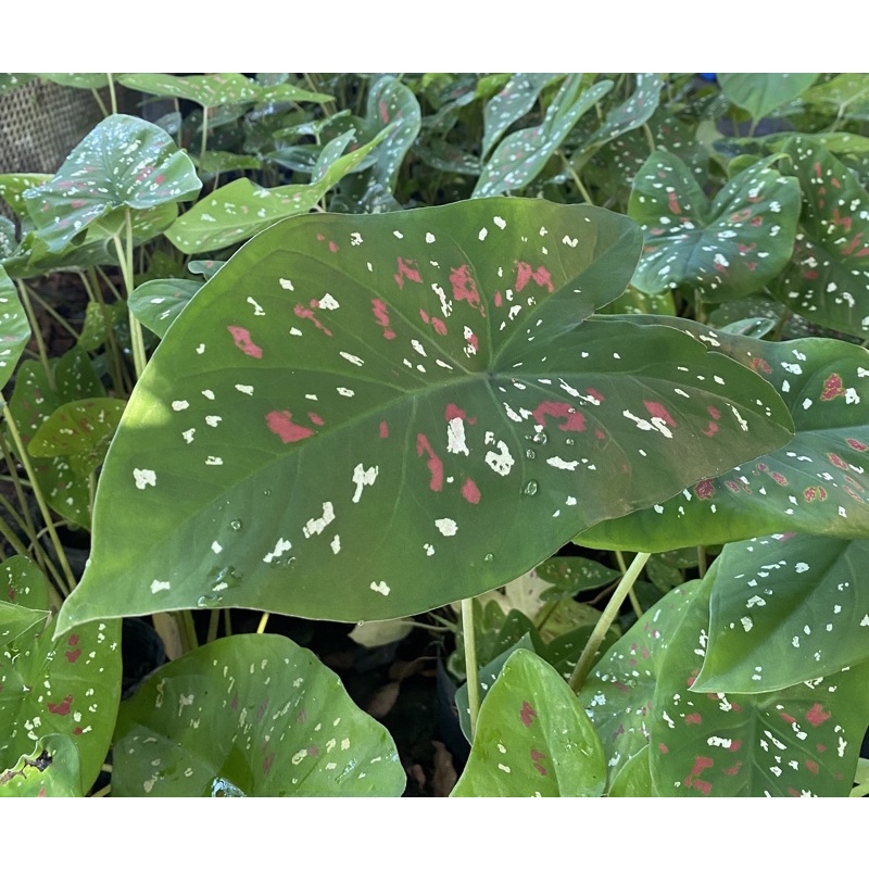 漆葉芋，彩葉芋。三寸軟盆帶土出貨。每盆至少3株以上。