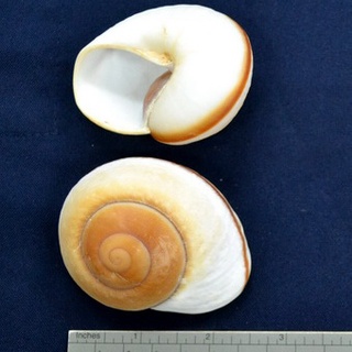 【SHELL23】麵包螺(小)(8cm以下)-蝸牛標本/室內擺設/收藏送禮/水族擺設/寄居蟹換殼/圖鑑教學