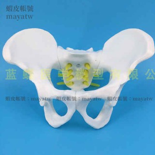 (MD-B_0623)小型骨盆模型 腰椎模型 五節腰椎帶骨盆模型 人體骨骼解剖模型