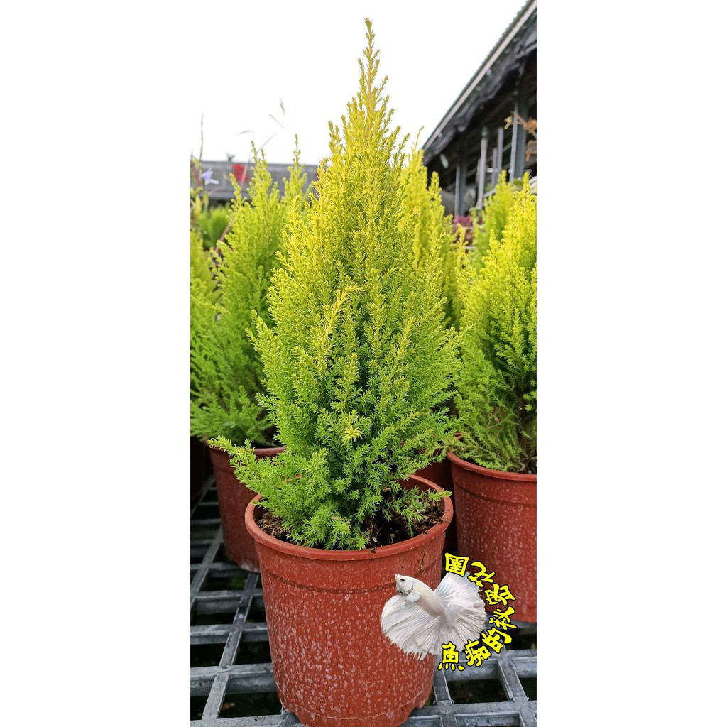 香冠柏盆栽小聖誕樹盆栽連盆總高度約45公分 5吋盆多年生室外植物盆栽 送禮盆栽 半日照佳 請先確認有沒有貨 蝦皮購物