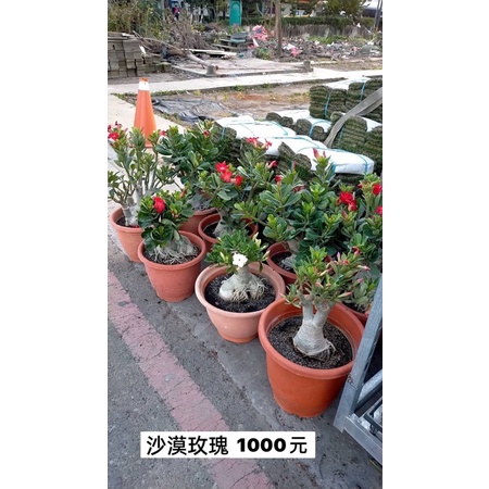 霏霏園藝沙漠玫瑰1000元1尺寸盆