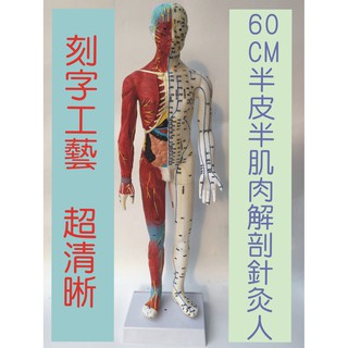 可開發票 60cm經絡穴位半皮半肌肉內臟針灸小人模型 針炙穴位模型 中醫穴位人體模型 教學教具模型ARGK客滿來