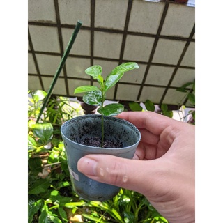 柚子苗 園藝植作優惠推薦 居家生活21年7月 蝦皮購物台灣