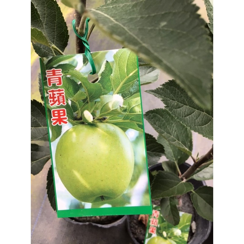 卉迎園藝  青蘋果嫁接苗 4吋盆 水果樹苗/新興果樹