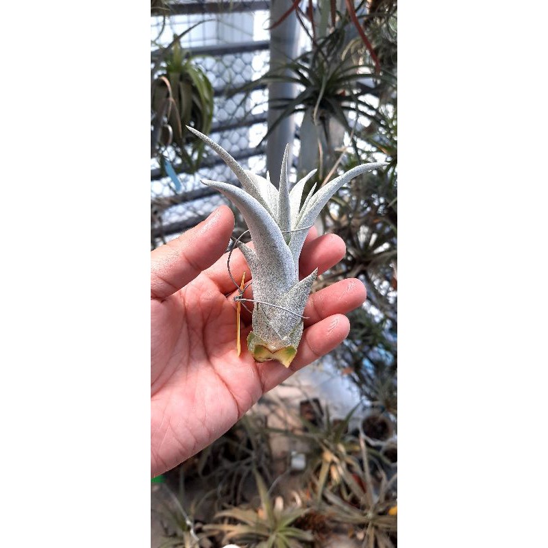 空氣鳳梨：霸王x香檳MU，xerographica x chiapensis 'Multi bract'