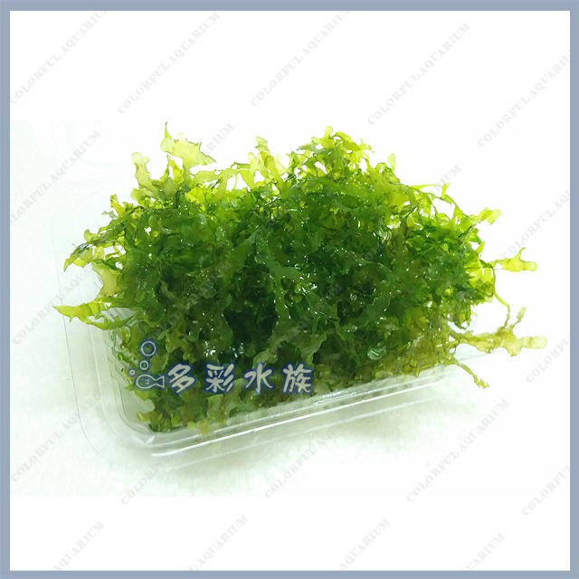 多彩雲水族 天然水草 怪蕨莫絲 盒裝 陰性水草 前景 中景草 莫斯 默思 默絲 魚缸造景植物 蝦皮購物
