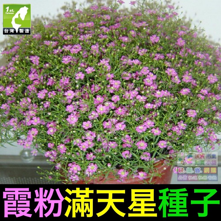 我想發芽 切花霞粉滿天星種子縷絲花迷你花可盆栽易栽好活約60粒 包35元 蝦皮購物