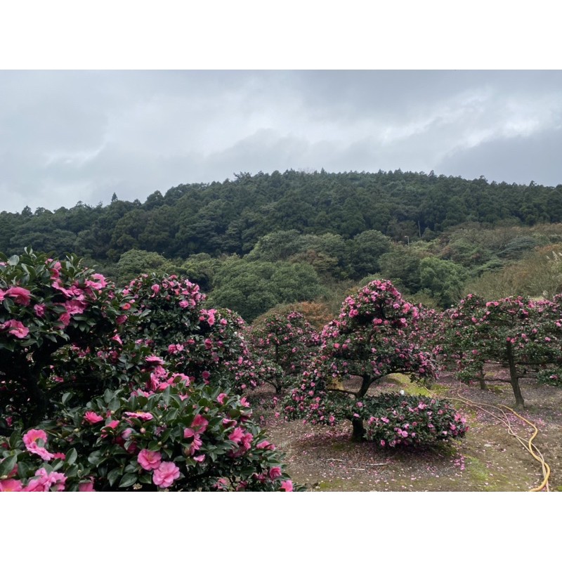 日本茶花 山茶花 八重茶梅 日本進口山茶花 蝦皮購物