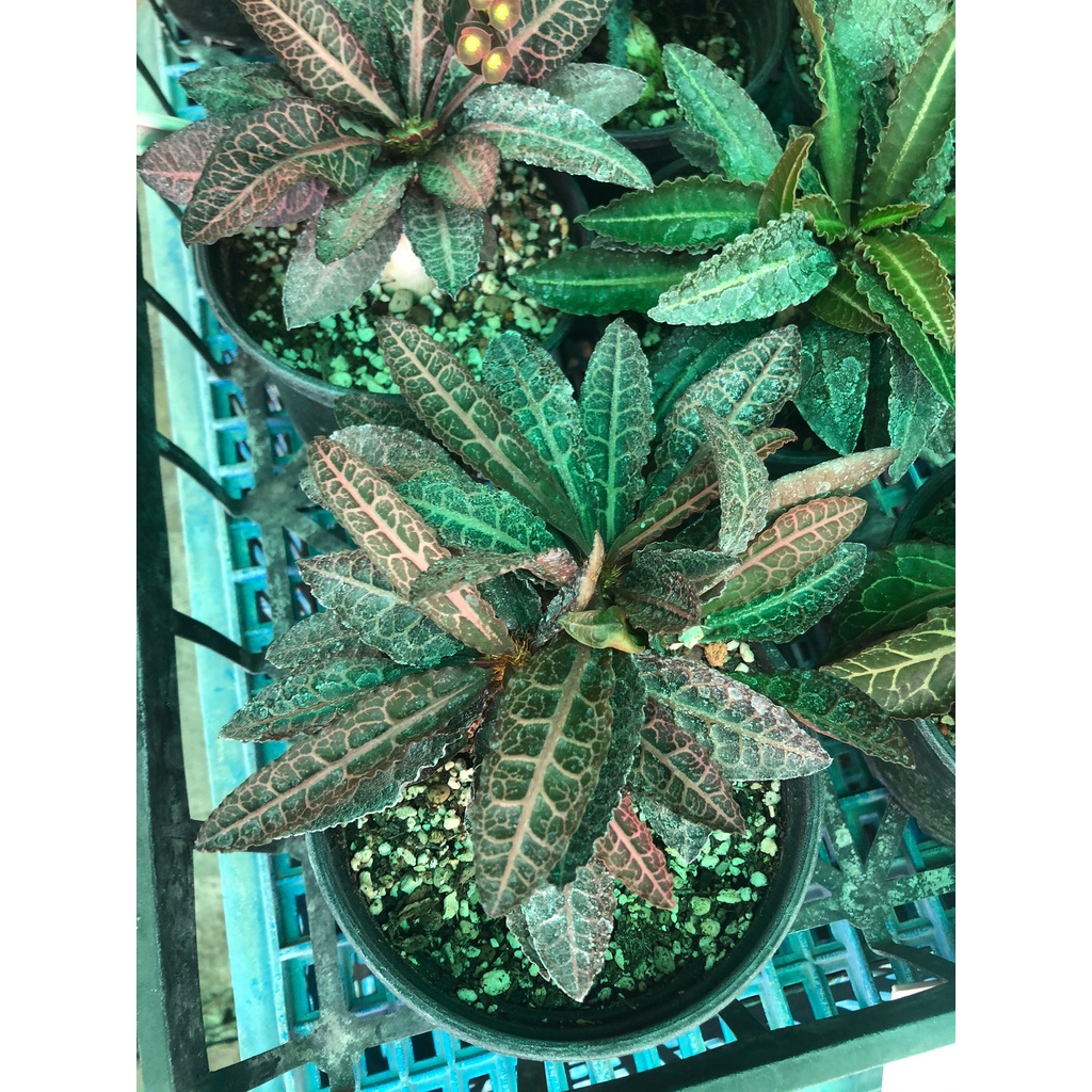 花田里_多肉植物-彩葉麒麟-費氏大戟-5吋盆-高10-20cm