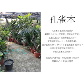 心栽花坊-孔雀木/1尺2吋盆/樹型隨機/綠化植物/室內植物/觀葉植物/售價1800特價1500