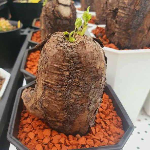 Findx找肉紫茉莉塊根植物 蝦皮購物