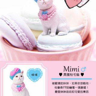 Mary's Favorite Cat  時尚寵物貓咪（Mimi異短貓）時尚萌寵 #2