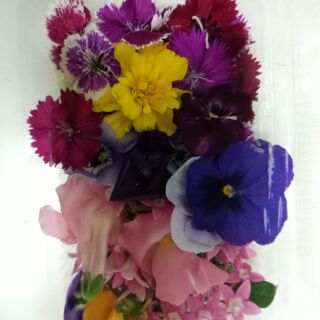 食用花優惠推薦 22年12月 蝦皮購物台灣