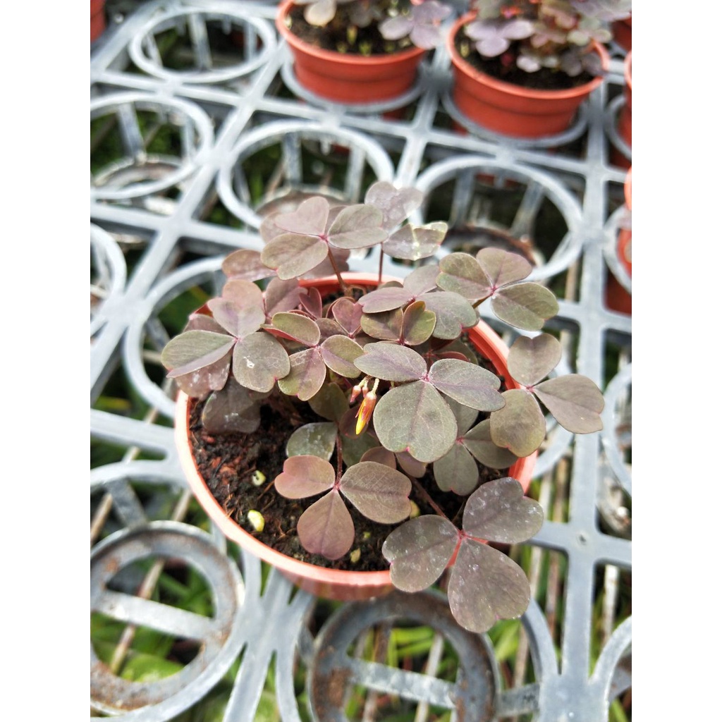 彩綠花果園 觀葉植物 紅葉黃花酢醬草 3吋 蝦皮購物