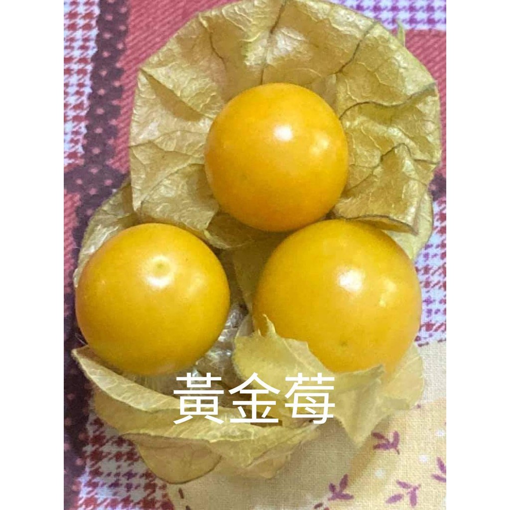 日本黃金莓樹苗/日本黃金莓樹苗/日本黃金莓樹苗