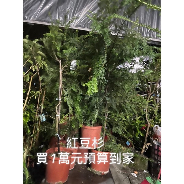 霏霏園藝台灣紅豆杉8吋盆一棵1200元免運高度150公分以上5-6年苗