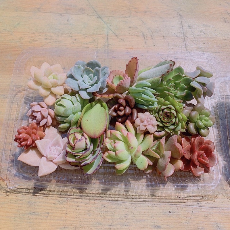 [春園多肉] (砍頭便當15種隨機) 多肉植物 風水植物 辦公室小品 療癒小品 小盆栽 組盆