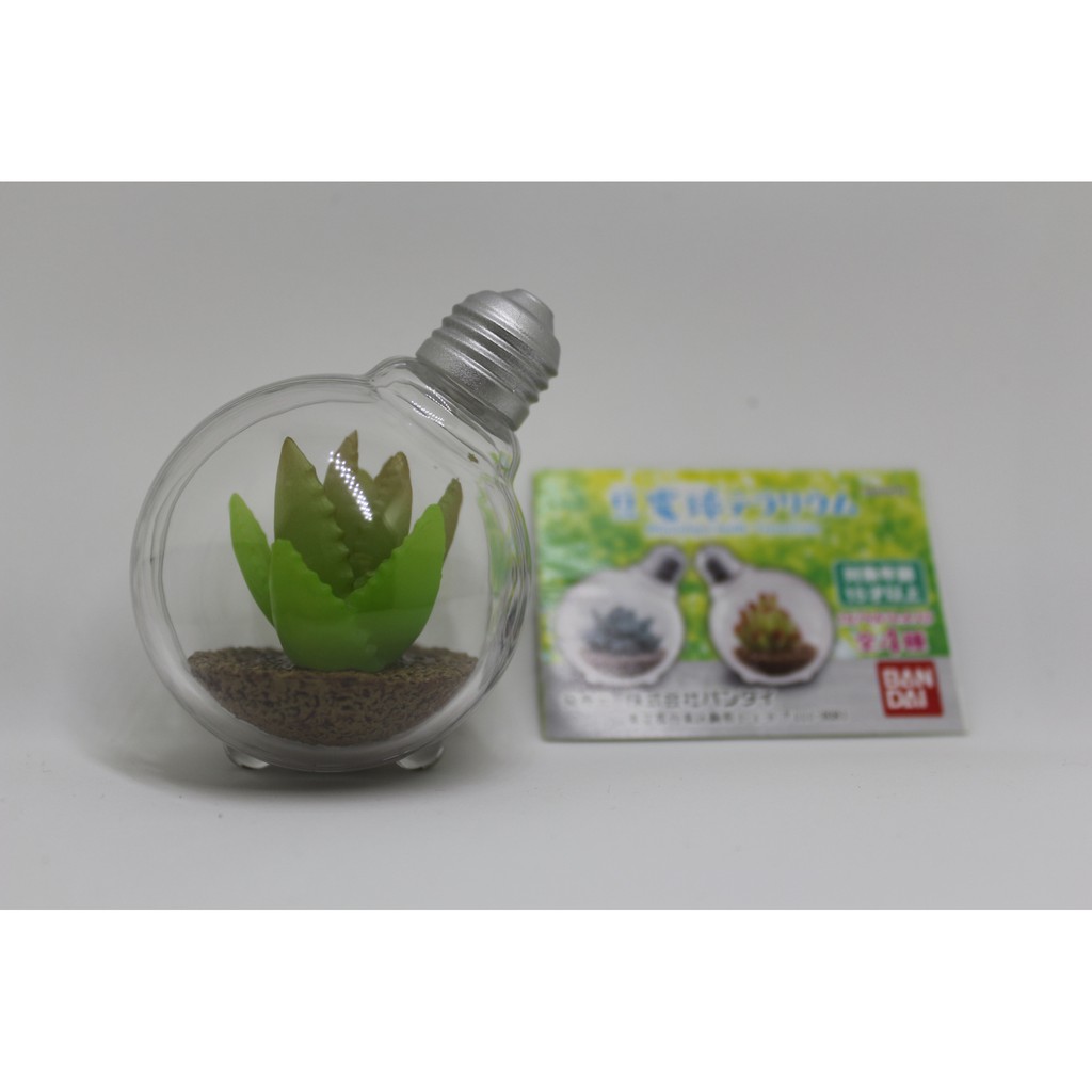 多肉植物燈泡的價格推薦 21年4月 比價比個夠biggo