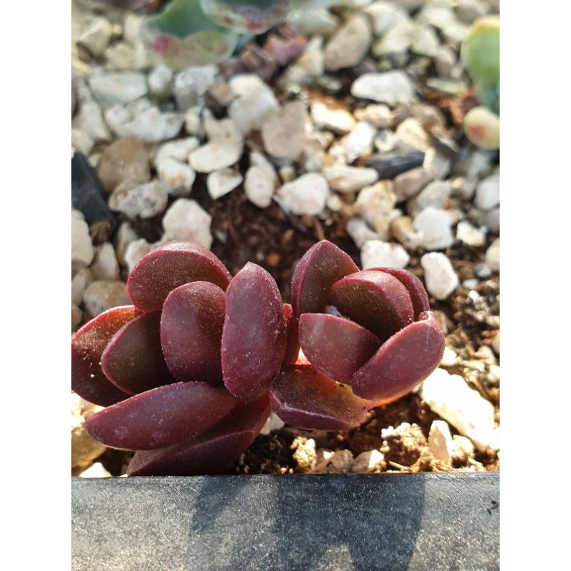 厚葉克拉夫多肉植物 喜多愛多肉 蝦皮購物