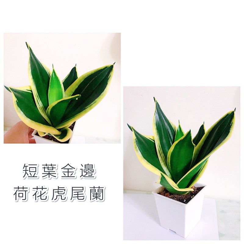 不專業種植🌱短葉金邊 荷花虎尾蘭 寶玉虎皮蘭 [ 3吋白方盆/圓盆 4吋白方盆/加高方盆(黑/白) ] 室內觀葉植物