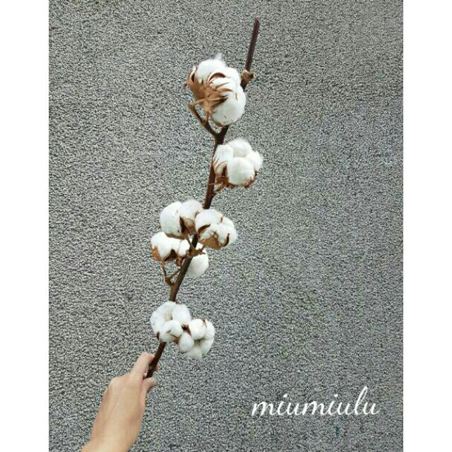 Miumiulu 乾燥花整枝7朵棉花乾燥棉花居家裝飾婚紗外拍花束花圈婚禮佈置進口棉花 蝦皮購物