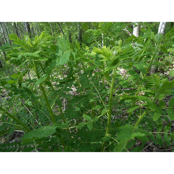 黃芪種子北芪種子黃耆種子中藥種子藥材種子黃芪北芪黃耆中藥 農產種子郵購讚 蝦皮購物