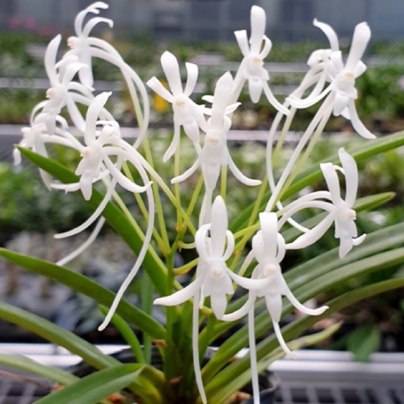 新上架原生種 富貴蘭 日本風蘭 Neofinetia falcata 花香 白花 2.5吋盆