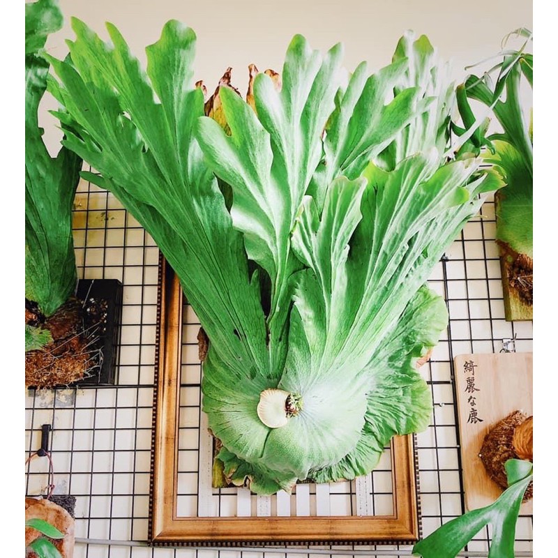 獸王鹿角蕨的價格推薦 2021年11月 比價比個夠biggo