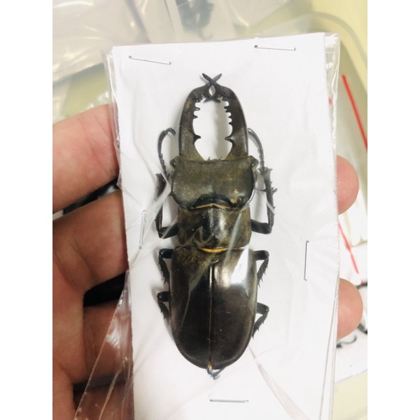 高砂深山 Ptt Dcard討論與高評價網拍商品 21年10月 飛比價格