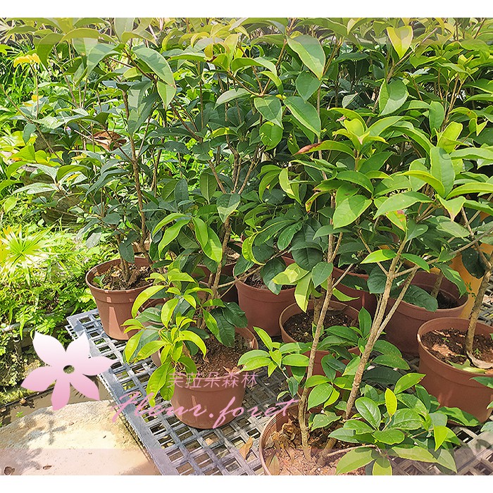 芙菈朵森林 園藝館四季桂銀桂7 8吋盆香花植物花苗 蝦皮購物