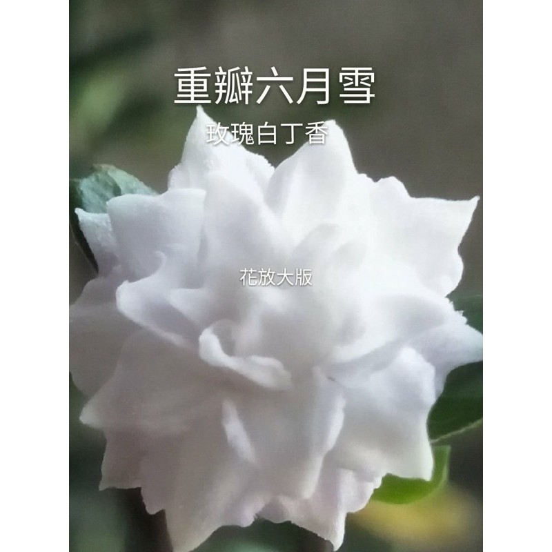 天穎穎園藝 重瓣六月雪苗 110 3 31實拍 蝦皮購物