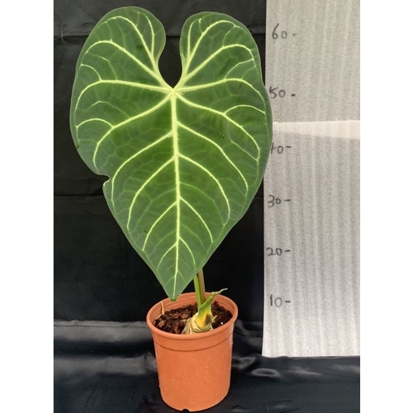 &lt;龜龜研究室&gt; anthurium regale 皇火鶴