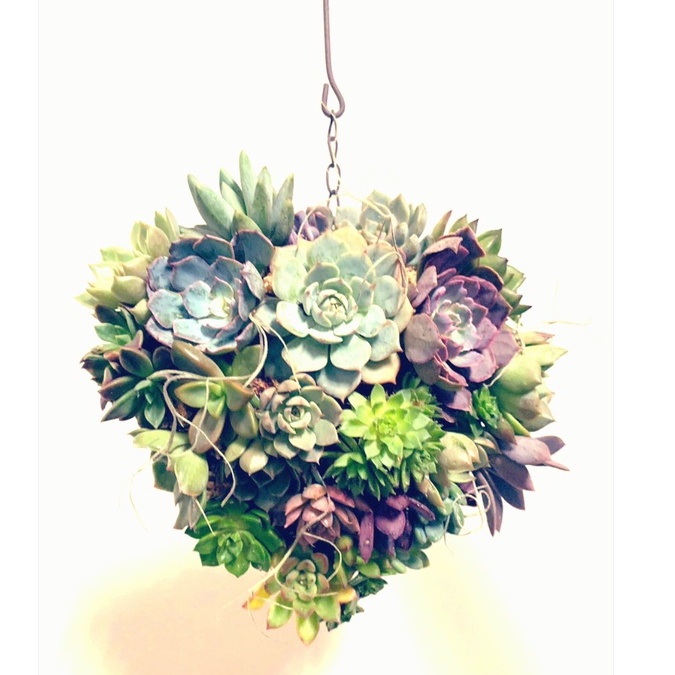 聖誕特價品 多肉花圈聖誕花圈鐵線花環愛心小長度約16cm 水苔 蝦皮購物