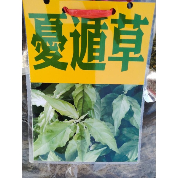 苗栗白沙屯販售各式草本-「憂遁草」300g