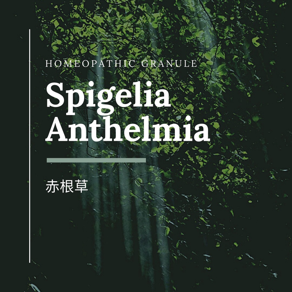 順勢糖球【赤根草●Spigelia Anthelmia】Homeopathic Granule（心輪／靈魂之窗／傳導網絡