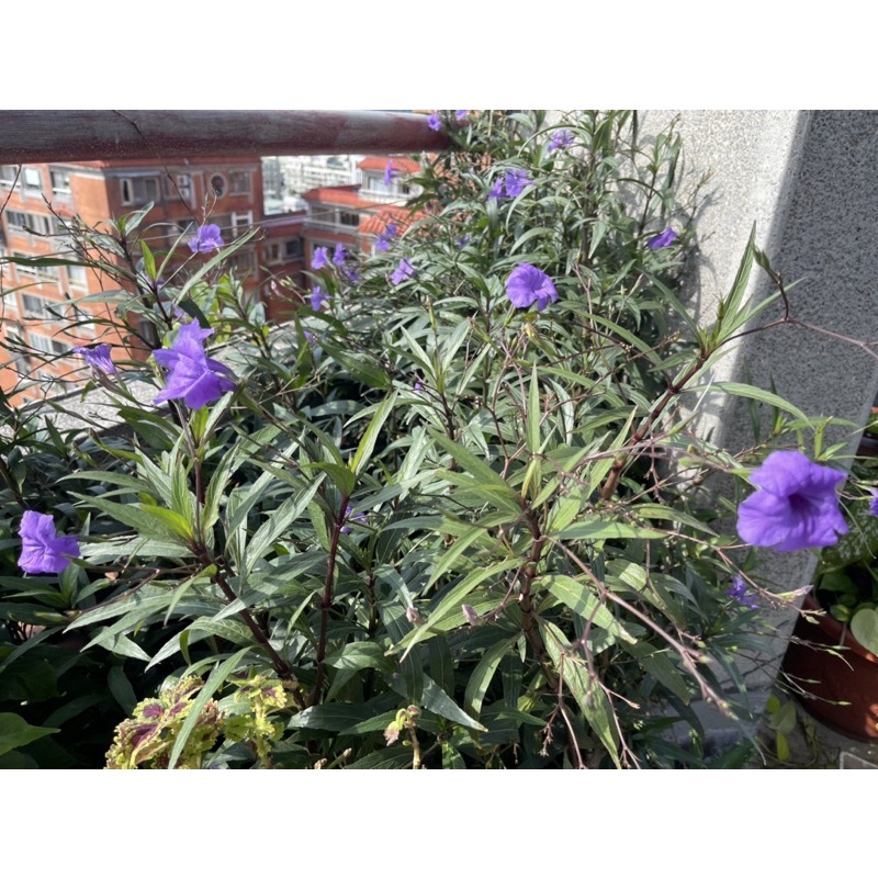 翠蘆莉（長年開花植物）大枝條