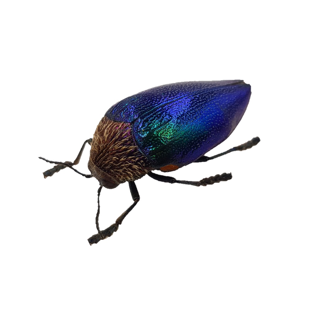 黃金蟲蘭網路商店 蛋頭吉丁蟲 Sternocera Pulchra Fischeri 標本 蝦皮購物