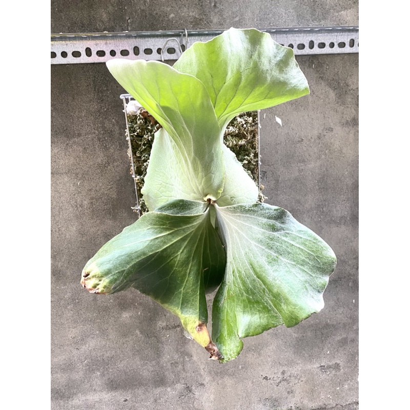 品種目錄catalog 蕨類 Platycerium 美琪蘭園
