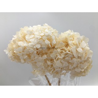 Truly 可刷卡 大地農園永生花 不凋花大葉帶莖西洋繡球花紫陽花 原裝 滿額另有折扣 蝦皮購物