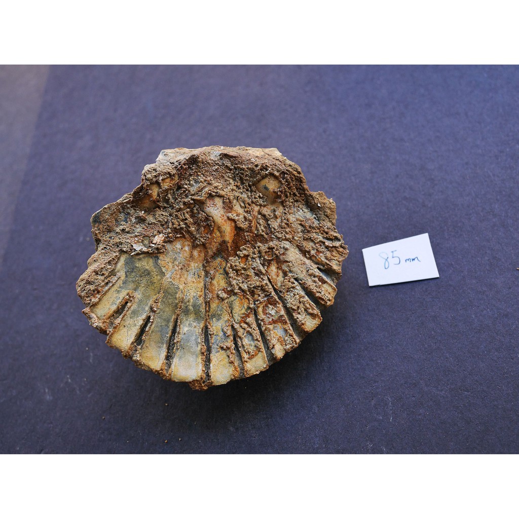 【實物實拍】【現貨】【露蝦】台南的 長沼扇貝化石 (貝體85mm，母岩在貝體下方)(實體比照片漂亮) 台灣化石