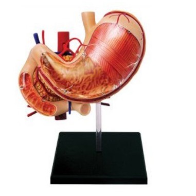 *-翔寶玩具屋-*  ㊣4D PUZZLE 人體解剖系列 (胃解剖-小型) 立體益智模型拼圖 #26065